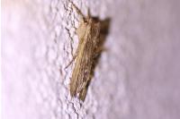 Lithophane semibrunnea