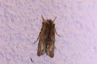 Lithophane semibrunnea