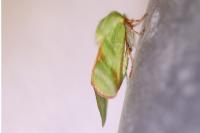 Pseudoips prasinanus