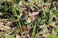 Anthocharis cardamines