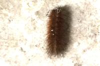 Phragmatobia fuliginosa