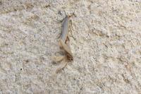 Eilema caniola