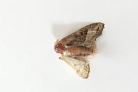 Phlogophora meticulosa