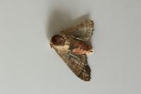 Phlogophora meticulosa
