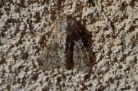 Polymixis flavicincta