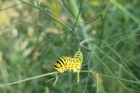 Papilio machaon
