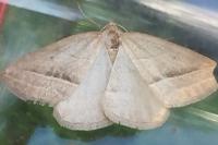 Petrophora chlorosata