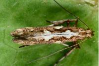 Calybites phasianipennella