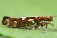 Calybites phasianipennella