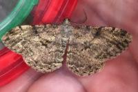 Peribatodes rhomboidaria