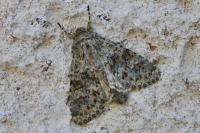 Polymixis flavicincta