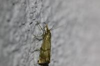 Chrysocrambus linetella