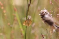 Sitochroa verticalis