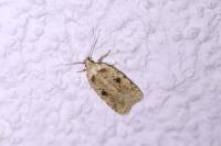 Agonopterix arenella