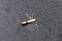 Argyresthia spinosella