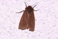 Phragmatobia fuliginosa