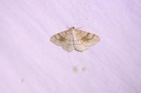 Adactylotis contaminaria