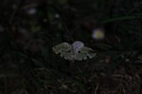 Colostygia pectinataria