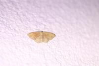 Cyclophora porata