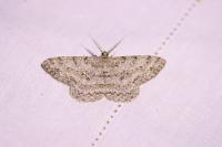 Hypomecis punctinalis