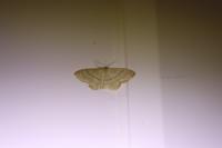 Idaea deversaria