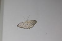 Idaea seriata