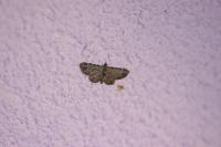 Pasiphila rectangulata