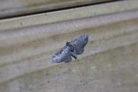 Pasiphila rectangulata