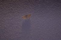 Perconia strigillaria