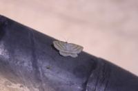 Perconia strigillaria