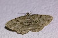 Peribatodes rhomboidaria