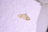 Perizoma flavofasciata