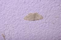 Stegania trimaculata