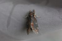 Notodonta dromedarius