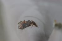 Notodonta dromedarius