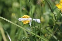 Pterophorus pentadactylus