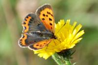 Lycaena phlaeas