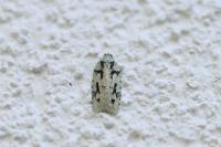 Acleris literana