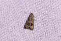 Notocelia uddmanniana