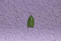 Tortrix viridana