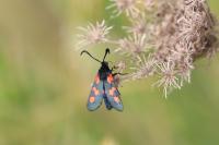 Zygaena trifolii