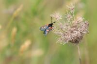 Zygaena trifolii