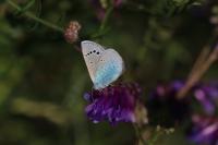 Glaucopsyche alexis