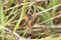 Lycaena tityrus