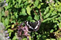 Limenitis reducta