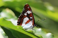 Limenitis reducta