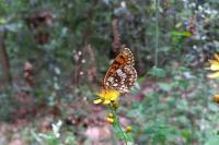 Melitaea athalia