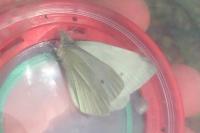 Pieris rapae