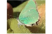 Callophrys rubi