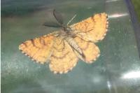 Ematurga atomaria